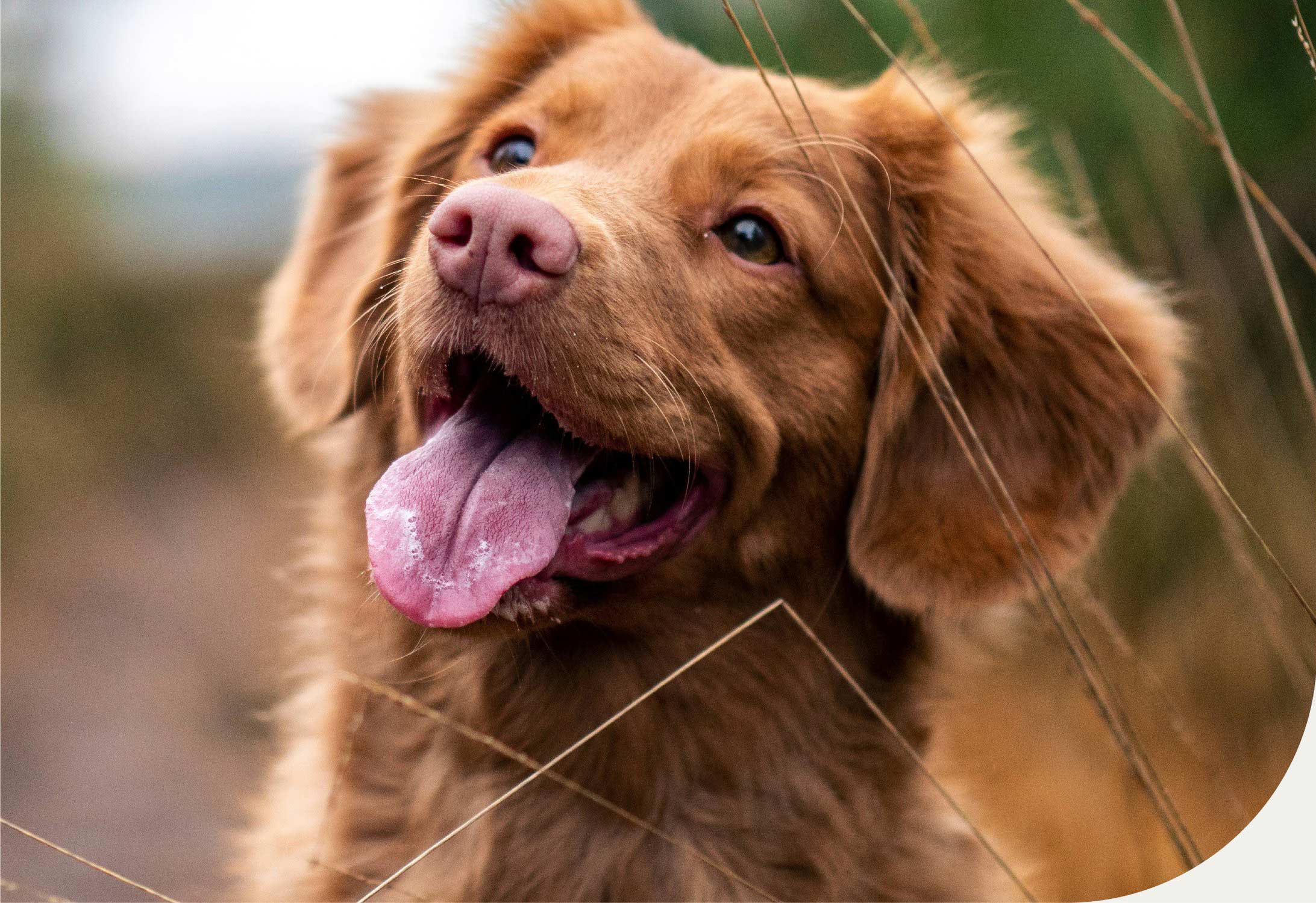 Alimentos para mascotas